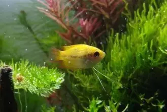 Golden Honey Gourami